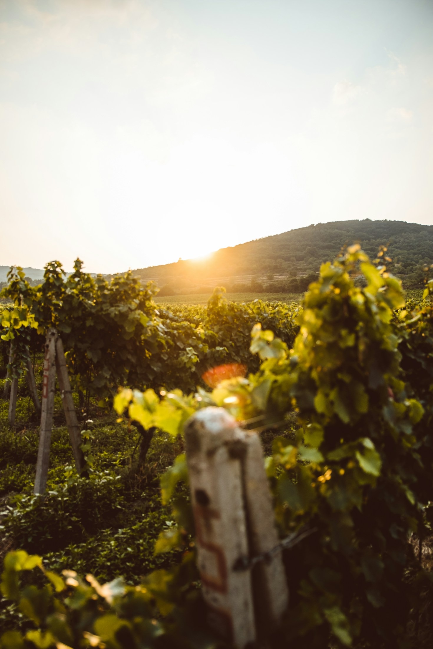 Le migliori regioni vinicole da esplorare in Italia
