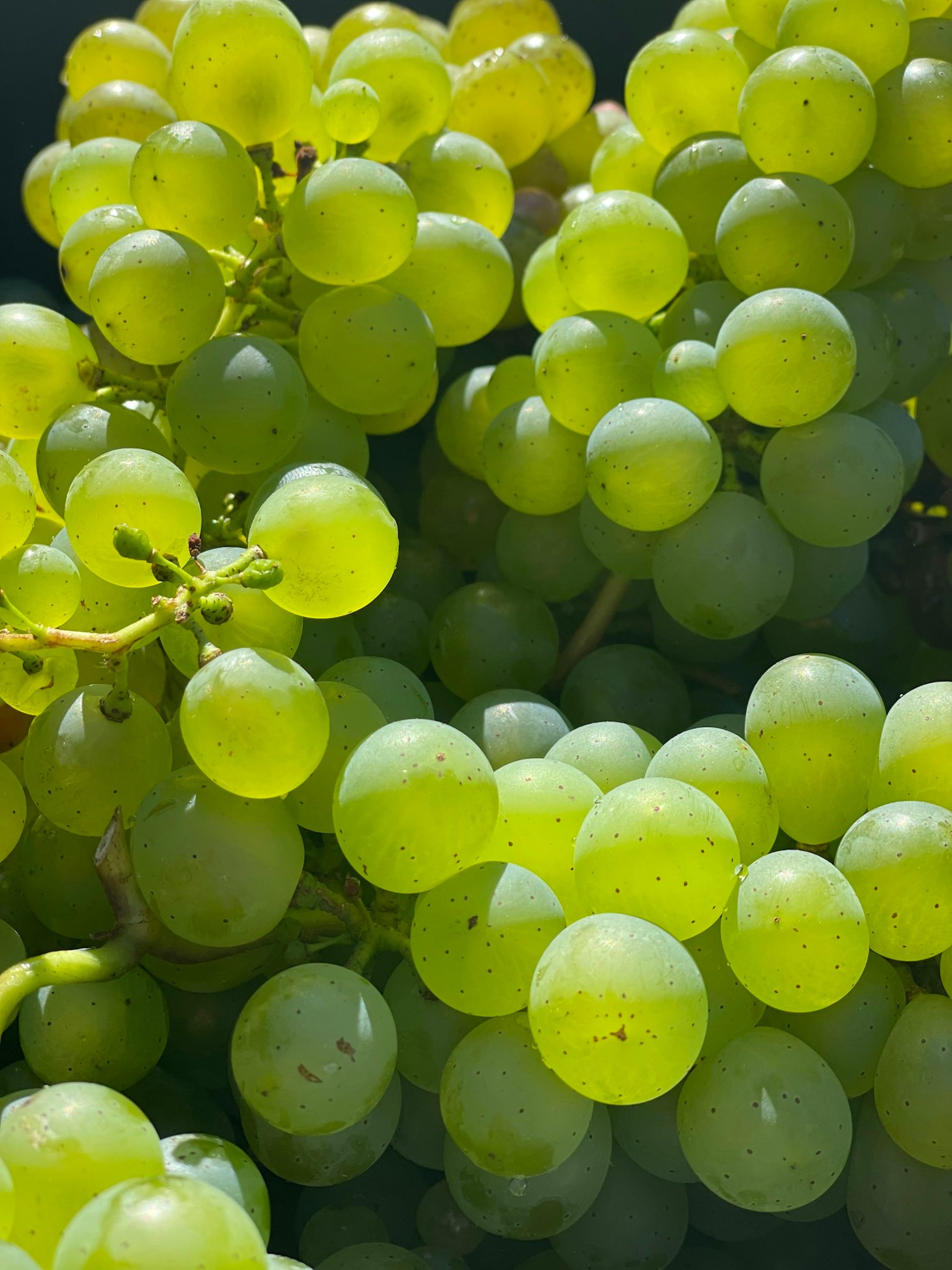 Tendenze vinicole: cosa c’è di nuovo nel mondo del vino