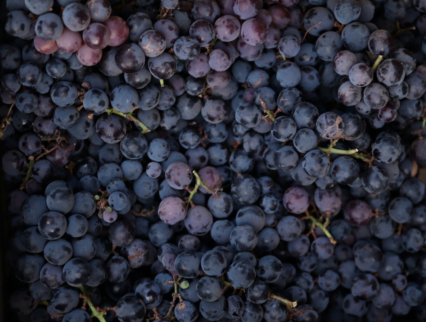 I miti più comuni sul vino sfatati dagli esperti